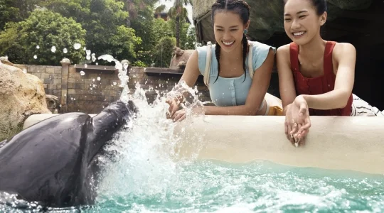 セントーサ島でイルカと触れ合い体験♪ドルフィンアイランド +アドベンチャー・コーブ・ウォーターパーク